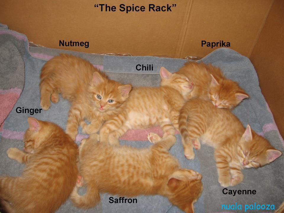 The Spice Rack | Cats | Know Your Meme