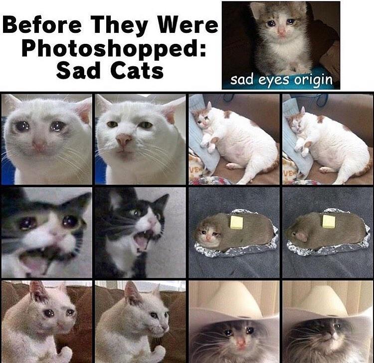 sad cats