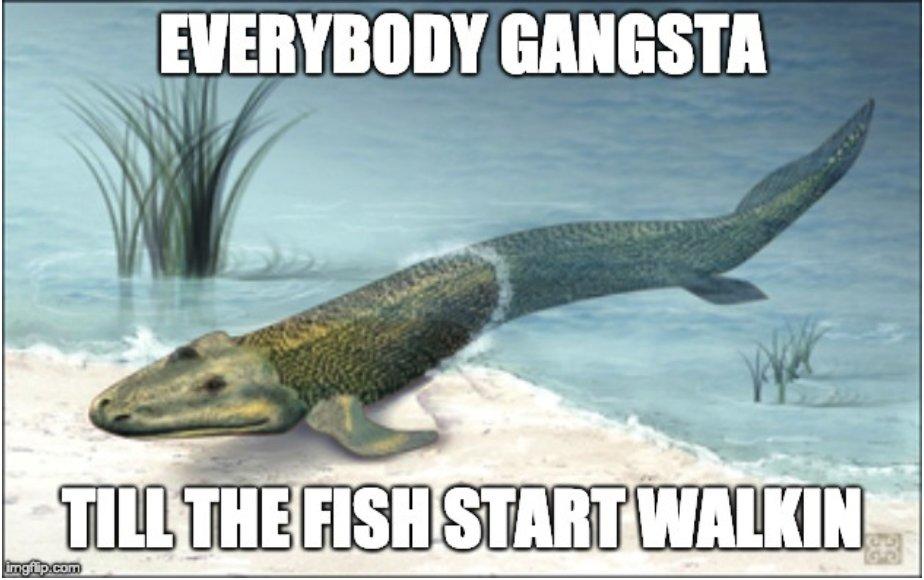 Everybody gangsta until the fish start walkin | Tiktaalik | Know Your Meme