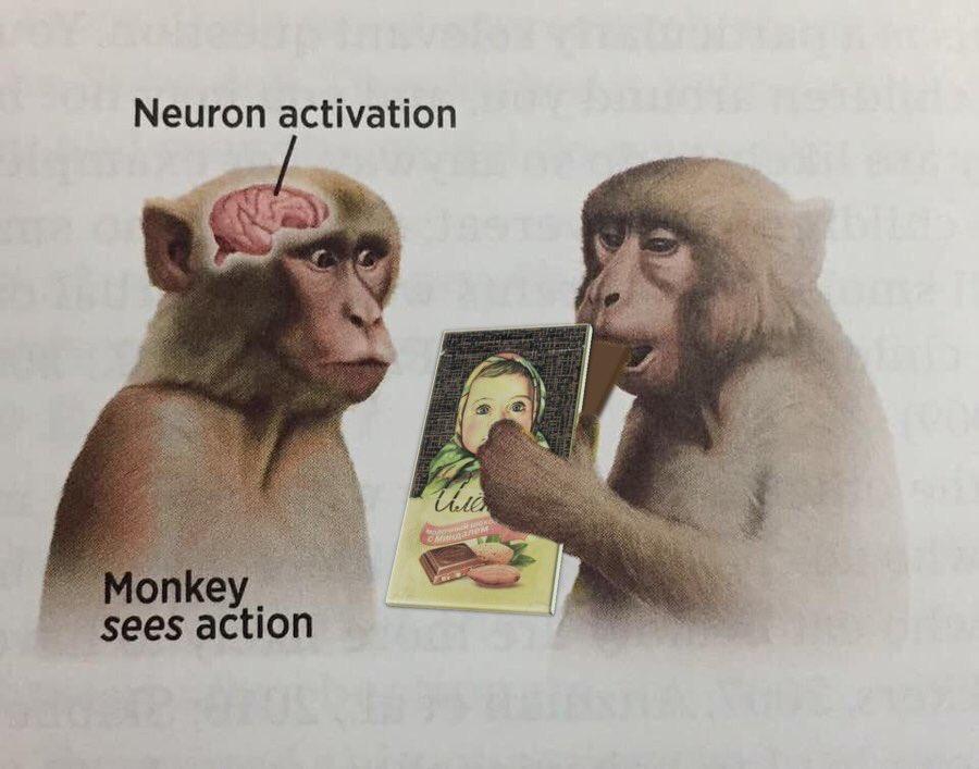 Monkey Sees Alyonka Bar Monkey Sees Action / Neuron Activation Know