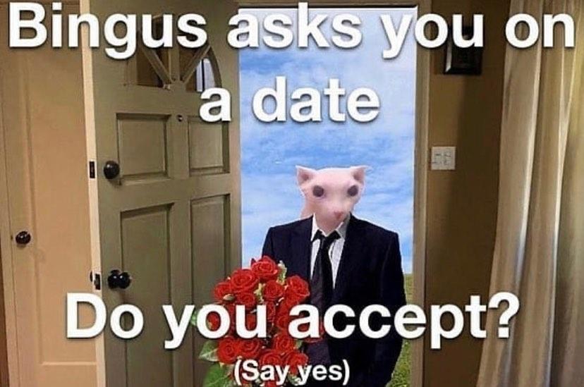 Bingus asks you on a date Bingus Know Your Meme