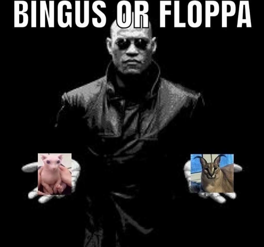 Bingus or Floppa Bingus Know Your Meme