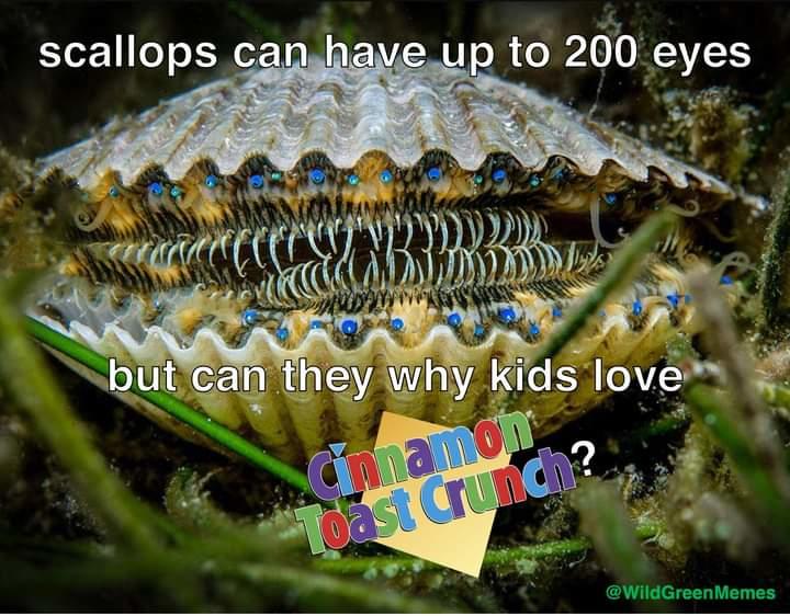 Scallops Can They Why Know Your Meme