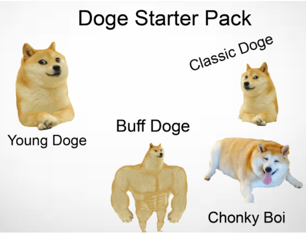 shiba inu chonky