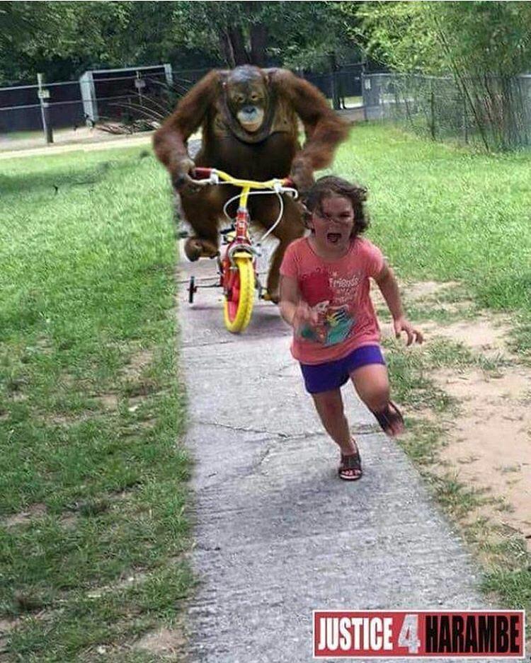 justice 4 harambe Girl Running From a Peacock Know Your Meme