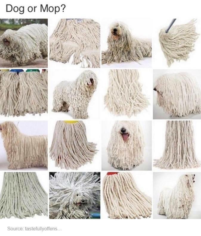 What Are Dogs That Look Like Mops