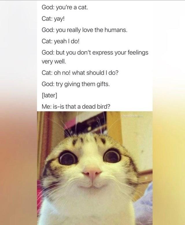 They Do It Out Of Love Cats Know Your Meme