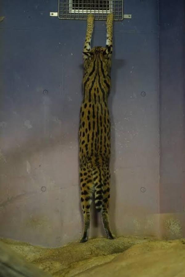 looooong serval | Cats | Know Your Meme