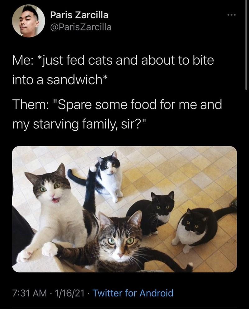 We Haven T Eaten In Positively Years Cats Know Your Meme