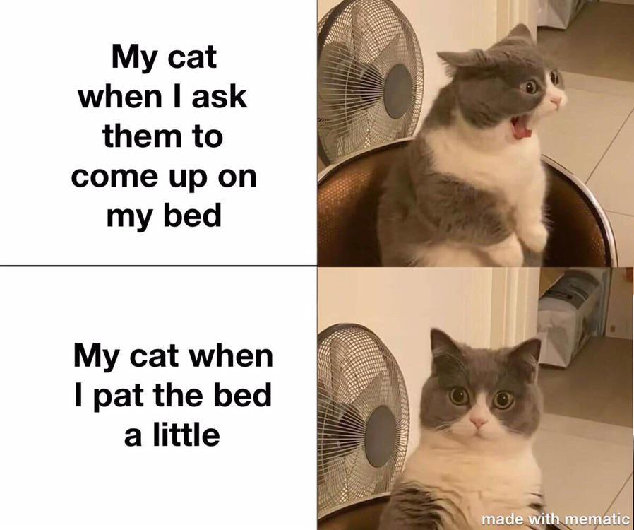 Pspsps Cats Know Your Meme