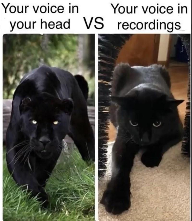 I am a fierce kitty | Cats | Know Your Meme