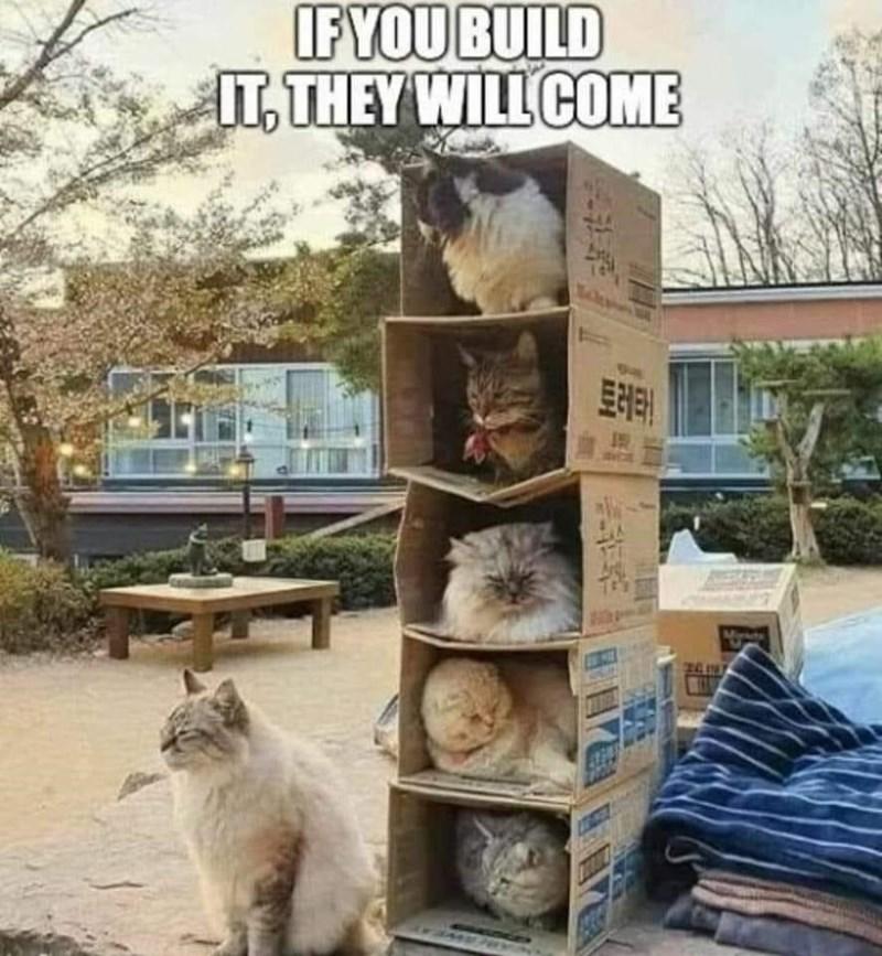 Just sit and wait Cats Know Your Meme