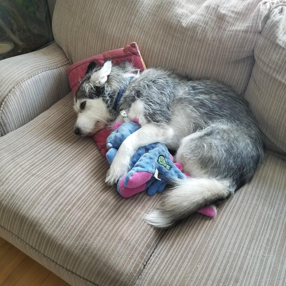 His Favorite Toy Dogs Know Your Meme
