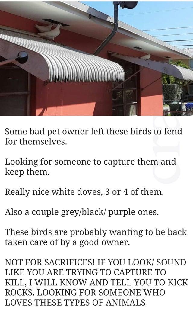Homeless Birds Craigslist Know Your Meme