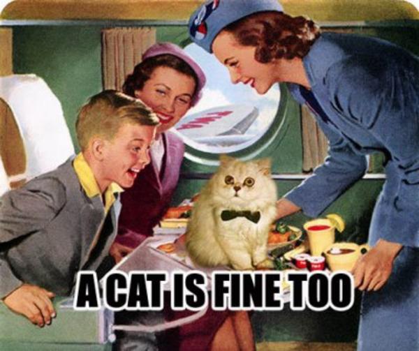 Cat on a plane A Cat Is Fine Too Know Your Meme