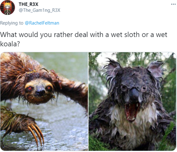 What would you rather deal with a wet sloth or a wet koala? | Wet Koala