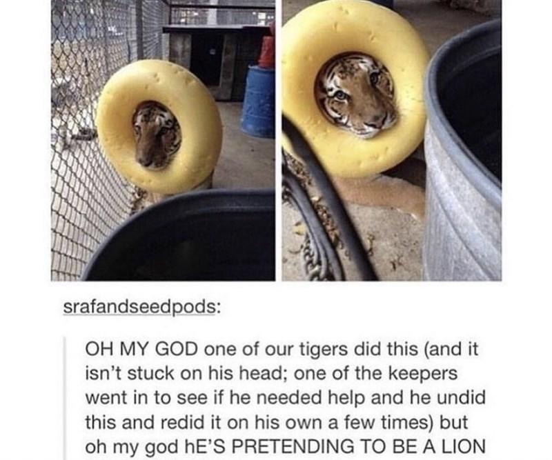 ear muffs Animals Know Your Meme