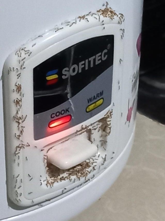 This Rice Cooker Know Your Meme