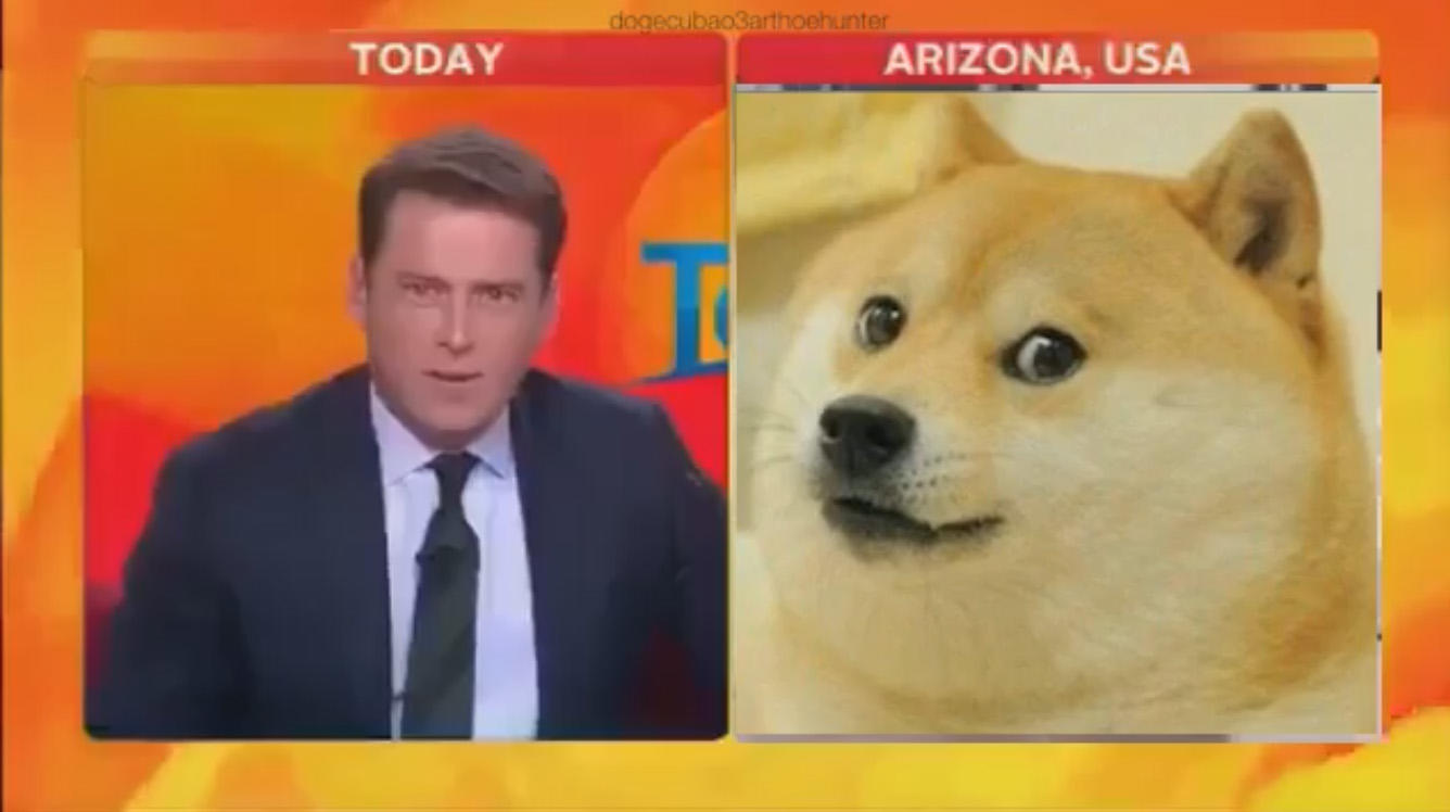 Doge Reporter Laughing at Cat Know Your Meme