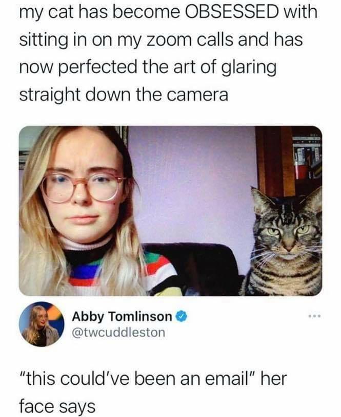 zoom calls Cats Know Your Meme
