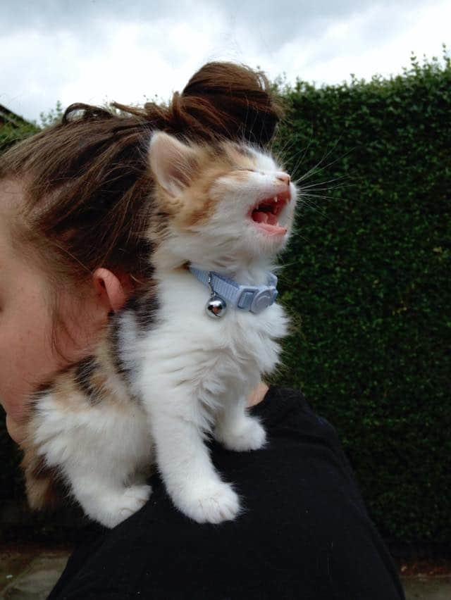 Seems Vicious Cats Know Your Meme