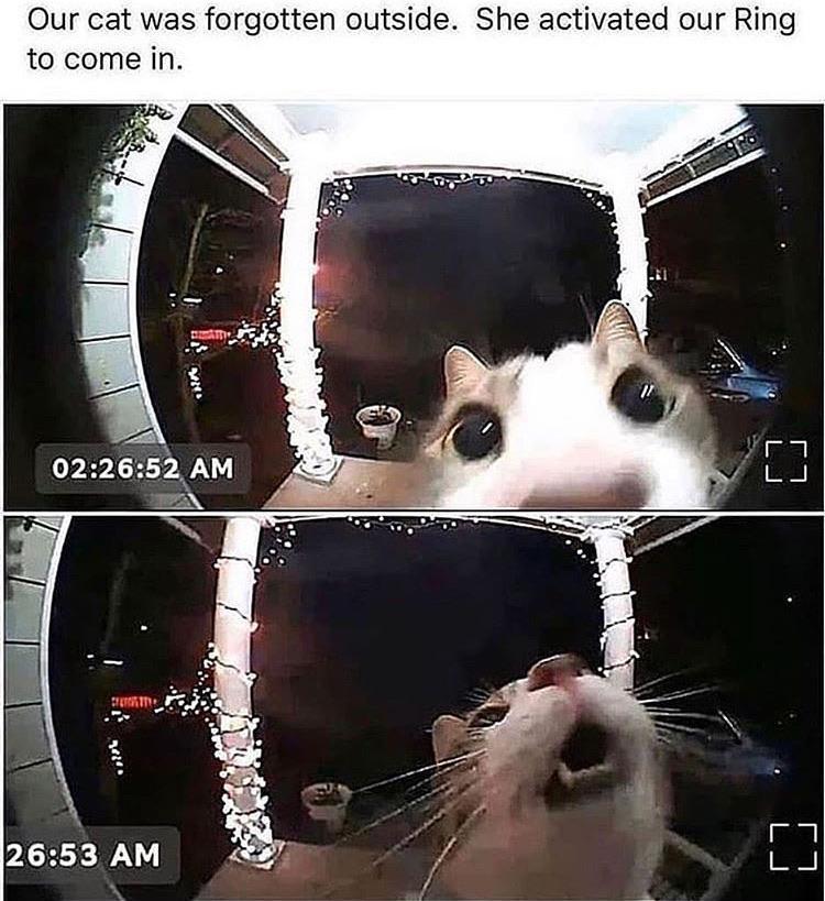 Someone's at the Door Cats Know Your Meme