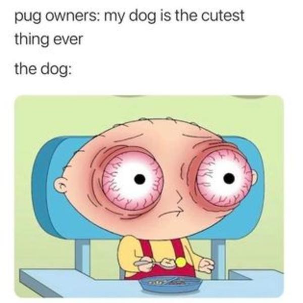 leave pugs alone Dogs Know Your Meme