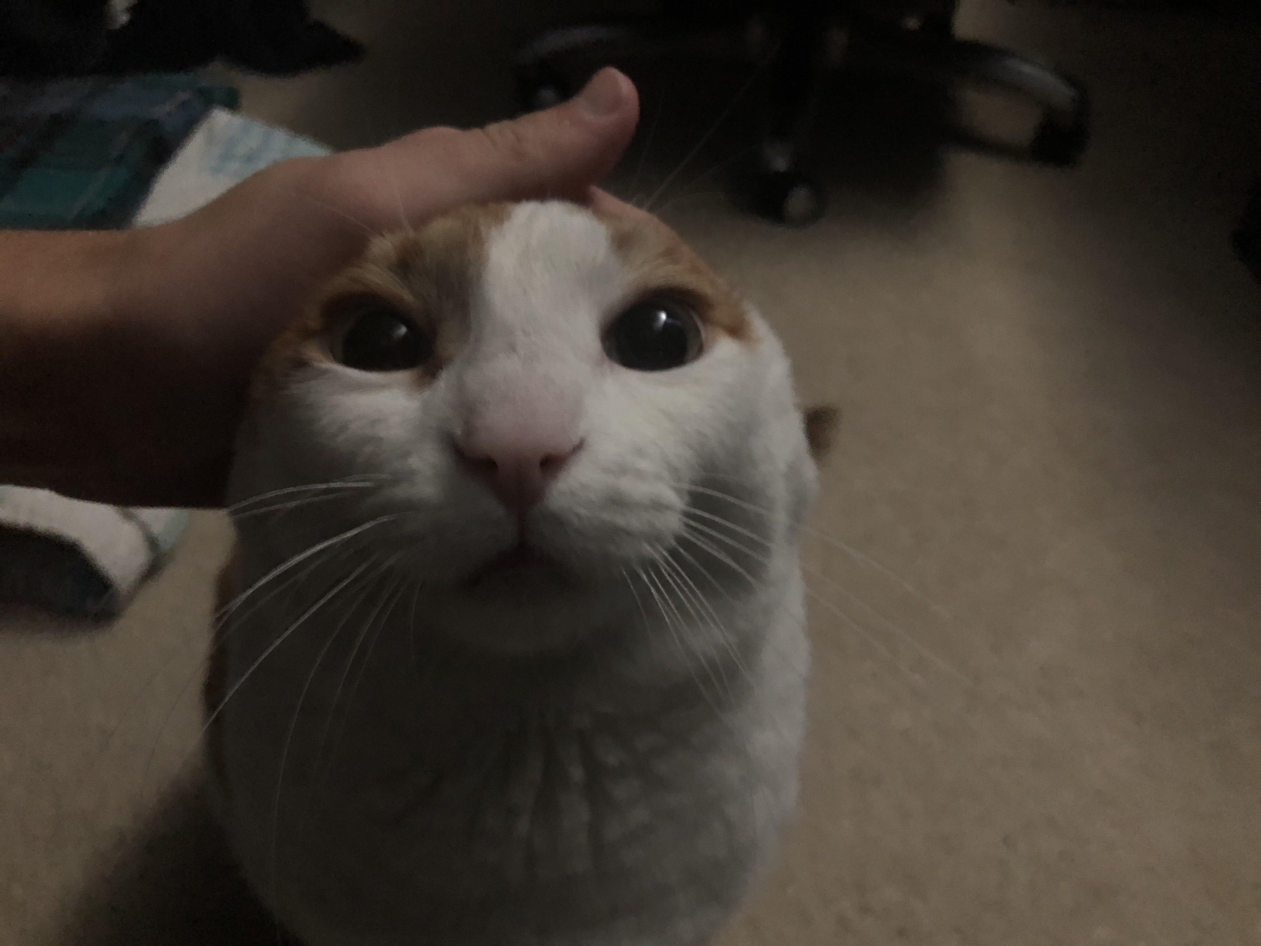 Nuclear Blast Cat Image HD Me Petting My Cat Before the Nuclear Blast