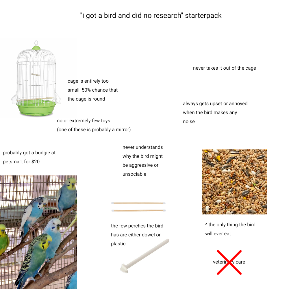 budgie starter pack