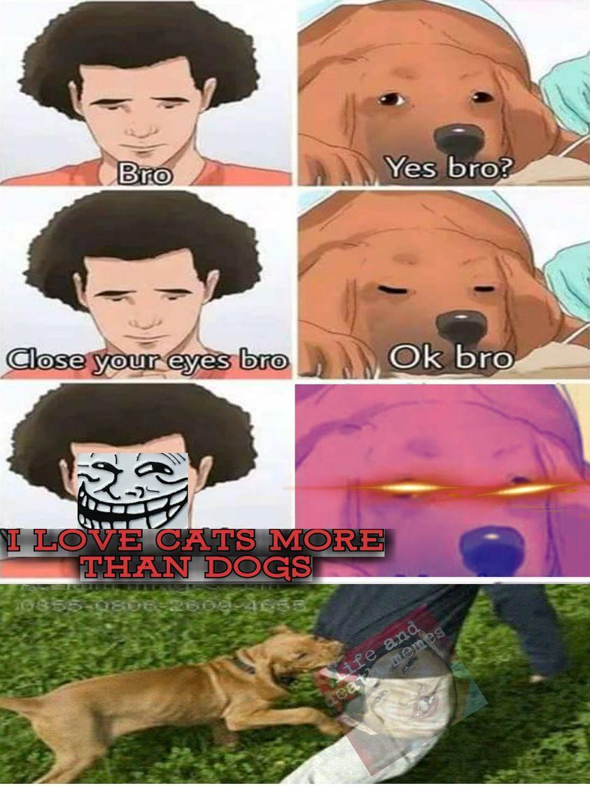 Are Cats Eyes Better Than Dogs