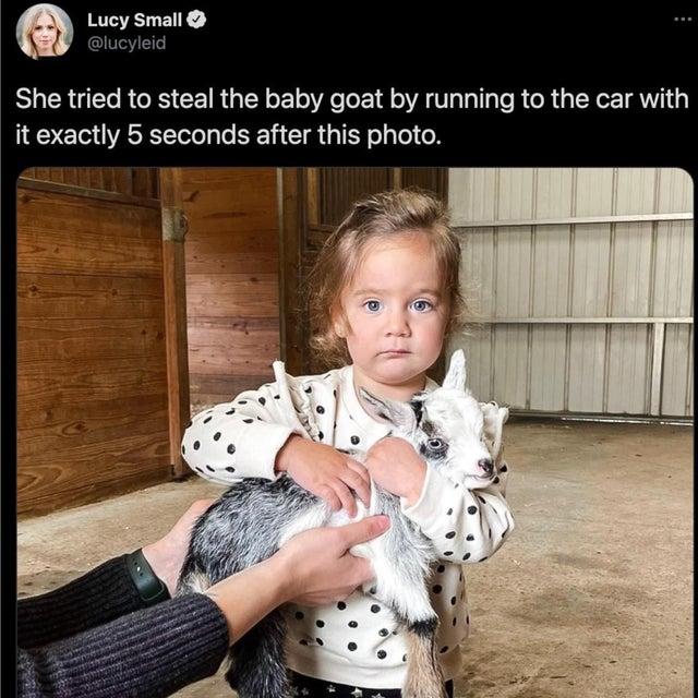 Stealing a Goat Know Your Meme