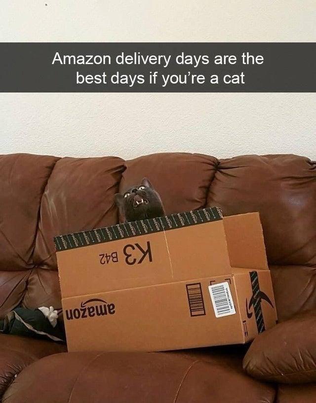 Delivery Days Cats Know Your Meme