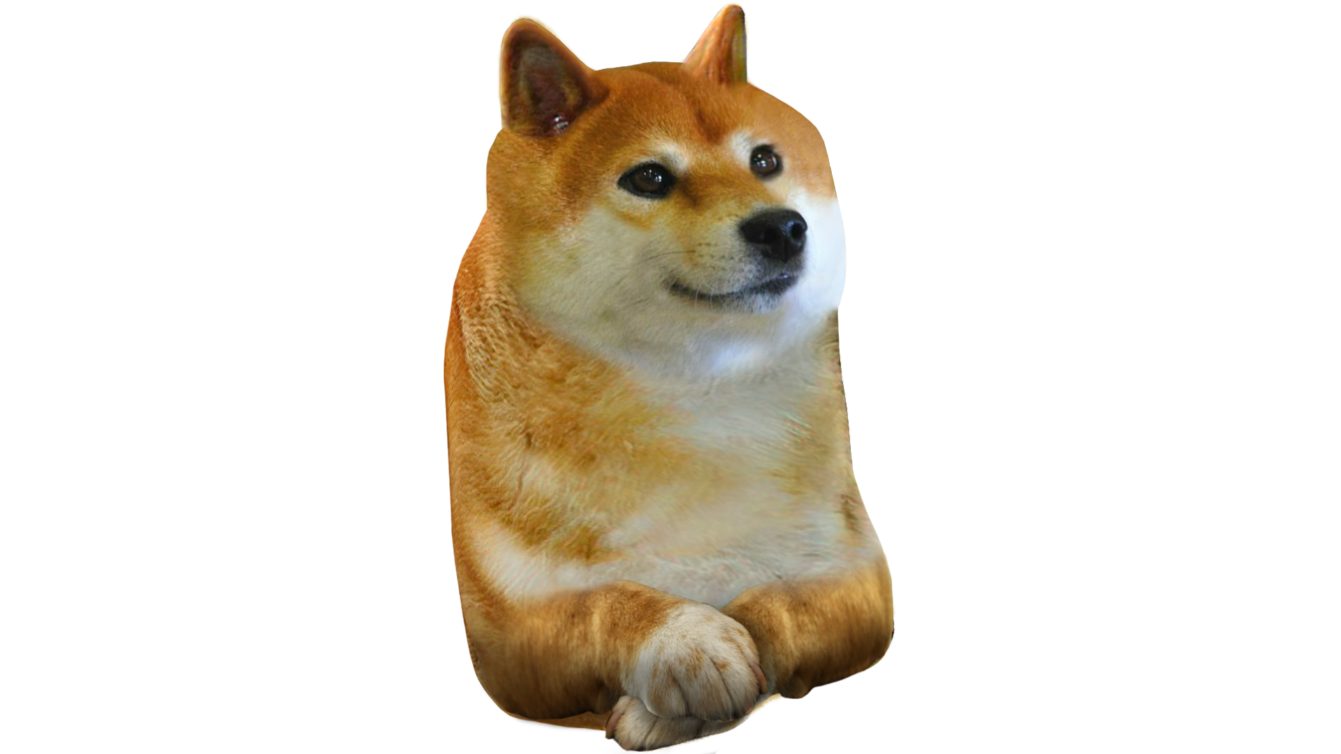 Bpdog