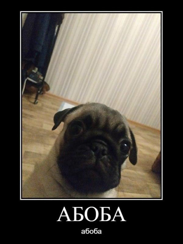АБОБА Dog | Aboba | Know Your Meme