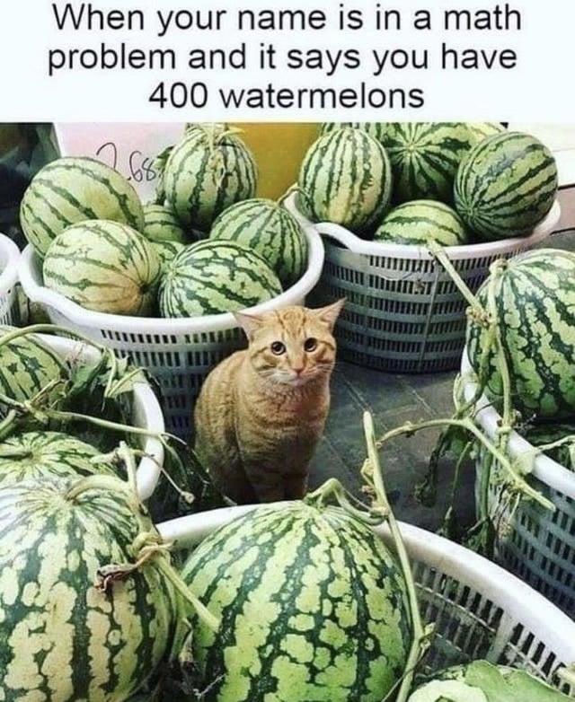 Exactly 400 Watermelons Cats Know Your Meme
