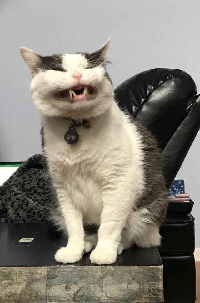 Say Cheese Cats Know Your Meme