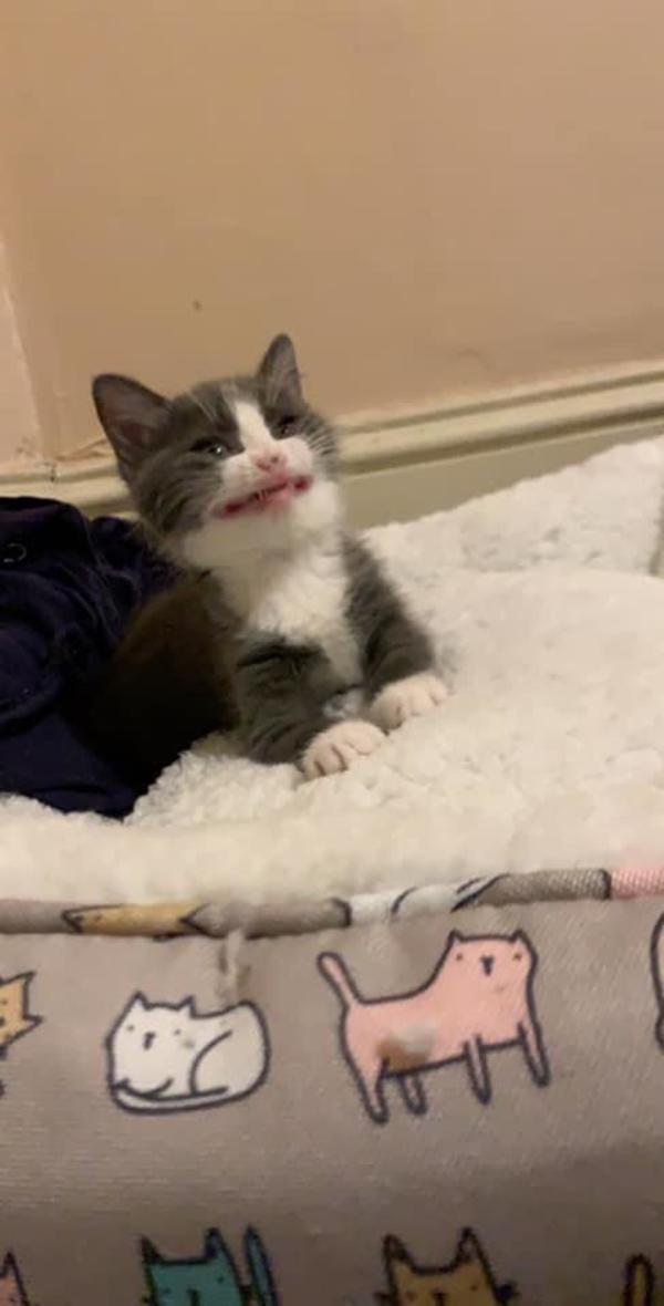 Cat Cringe Cats Know Your Meme