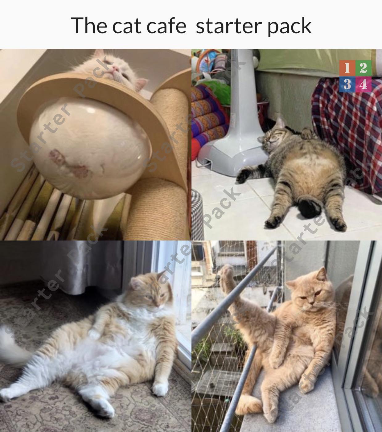 cat cafe starter pack r starterpacks starter packs know your meme