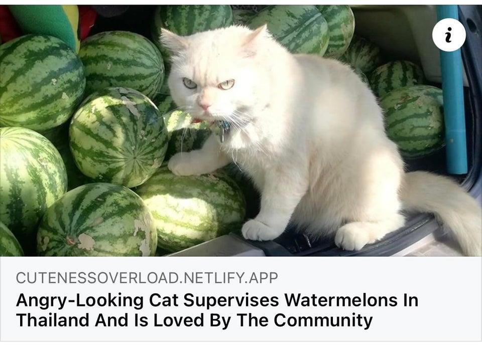 Melon Cop Cats Know Your Meme
