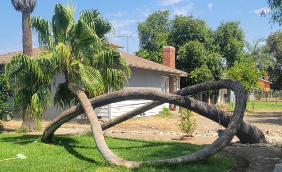 This Palm Tree | Mildly Interesting | Know Your Meme