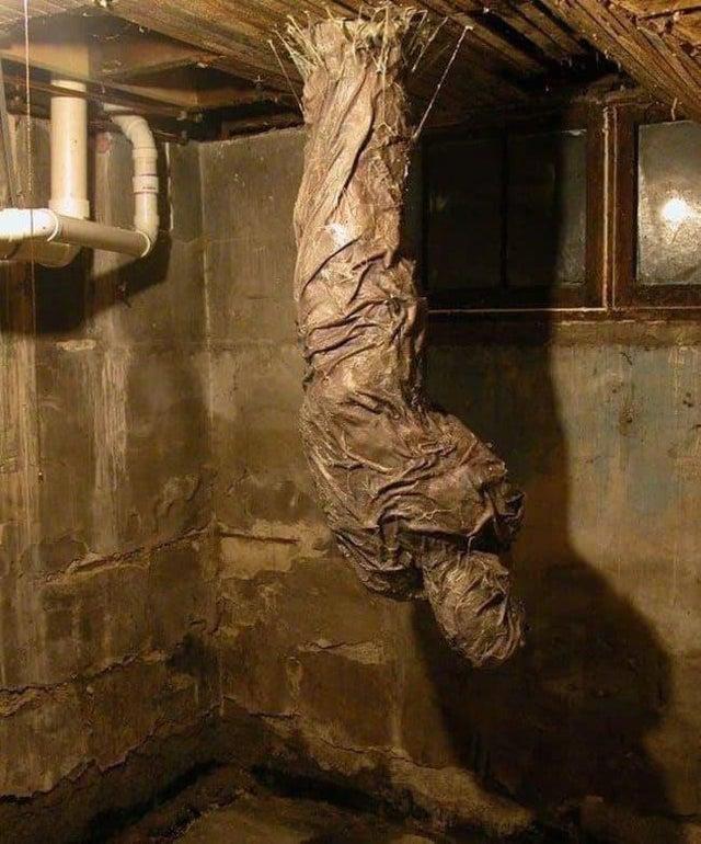 Cursed_Cacoon Cursed Images Know Your Meme