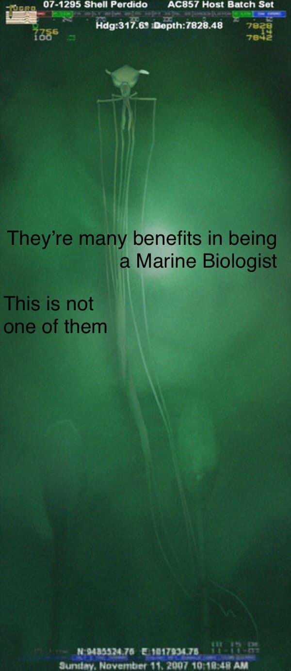 wild-green-memes-there-are-many-benefits-to-being-a-marine-biologist