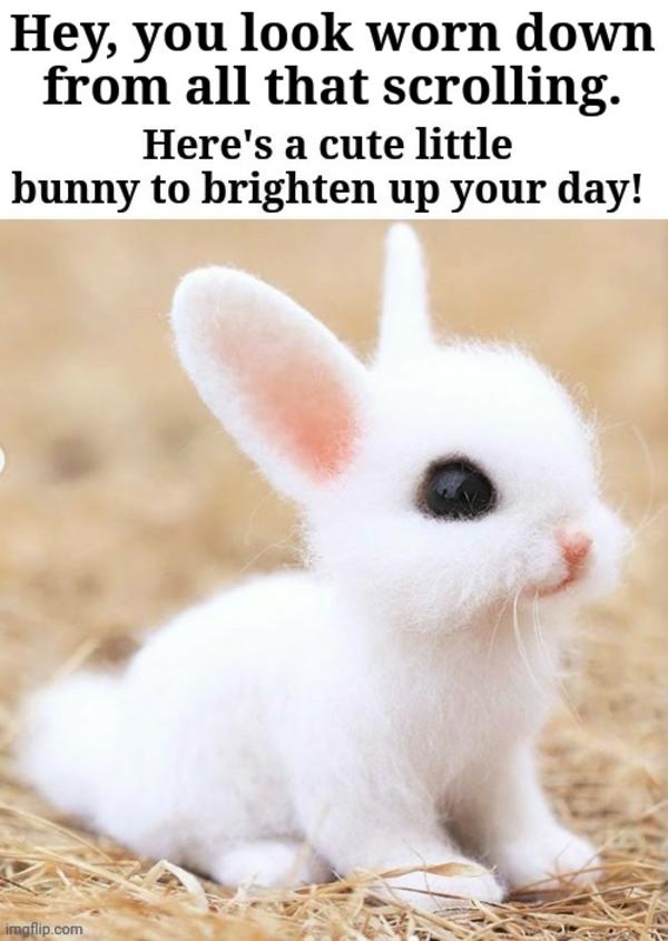 Here's a cute little bunny to brighten up your day | Rabbits | Know ...