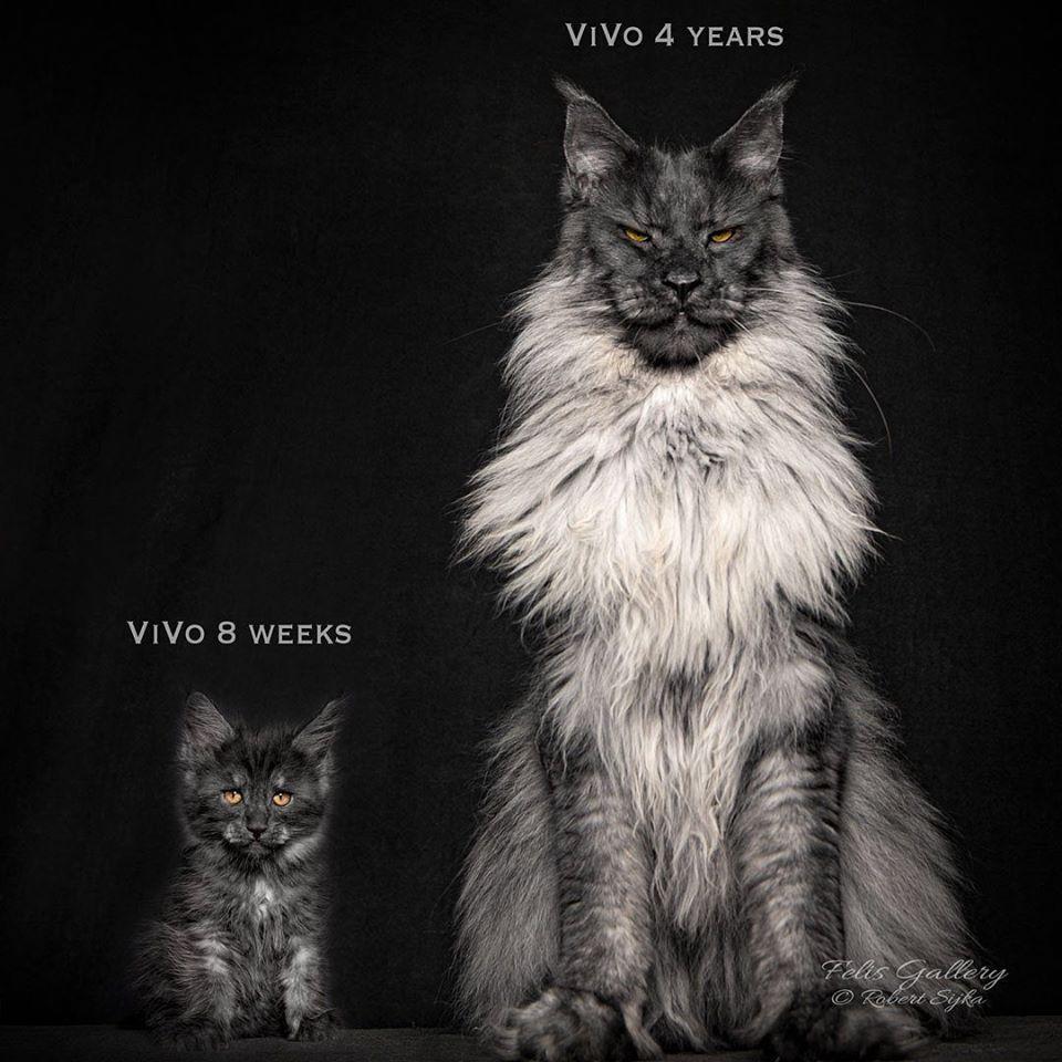 absolute unit of a cat | Absolute Unit | Know Your Meme