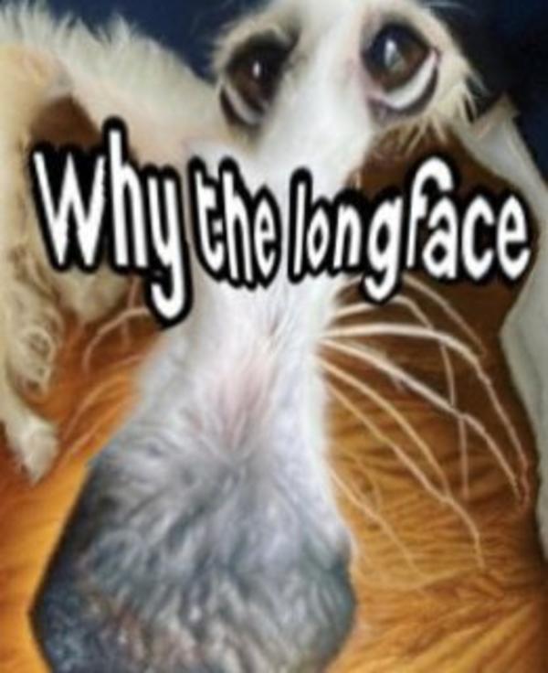 distort snoot Borzoi / Long Nose Dog Know Your Meme