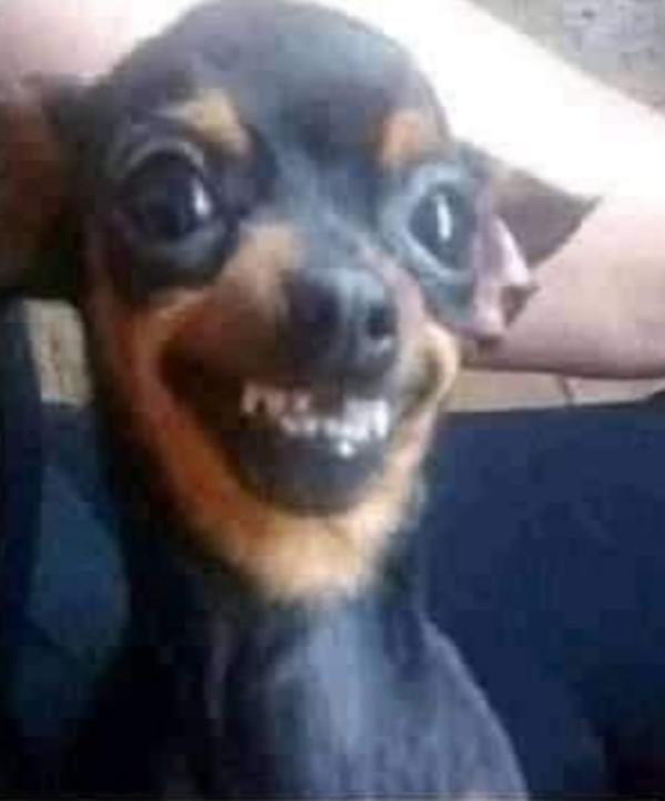 Stupid smile Dogs Know Your Meme