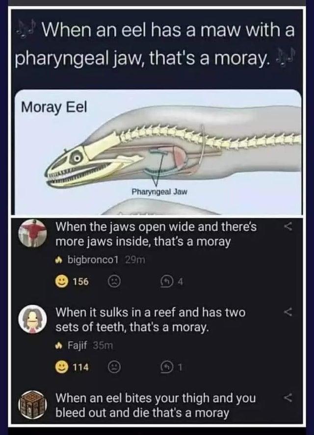 Moray Eel Thanks, I Hate It Know Your Meme