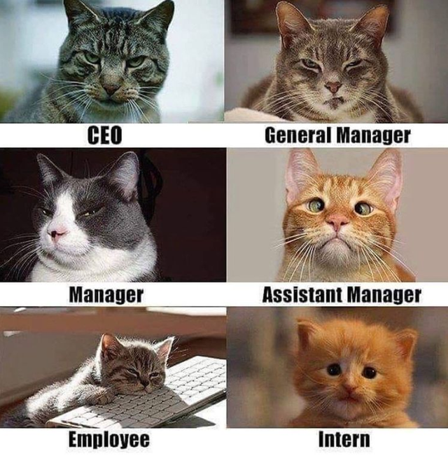 Org Chart | Know Your Meme Org Chart | Know Your Meme