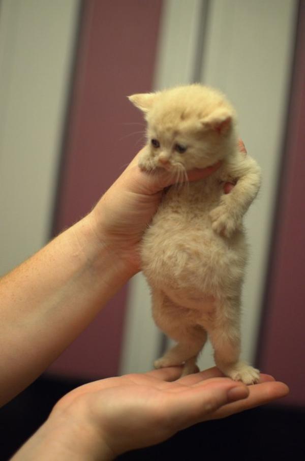 Full of Soup Cat Original Image Full of Soup Cat Know Your Meme