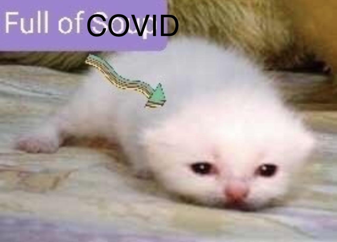 Full of COVID Full of Soup Cat Know Your Meme
